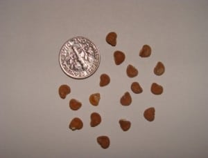 Figure 1. Datura inoxia seeds (with dime for sizing).