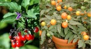 Figure 3. Bittersweet (Solanum dulcamara) (left) and Jerusalem cherry (Solanum pseudocapsicum) (right)