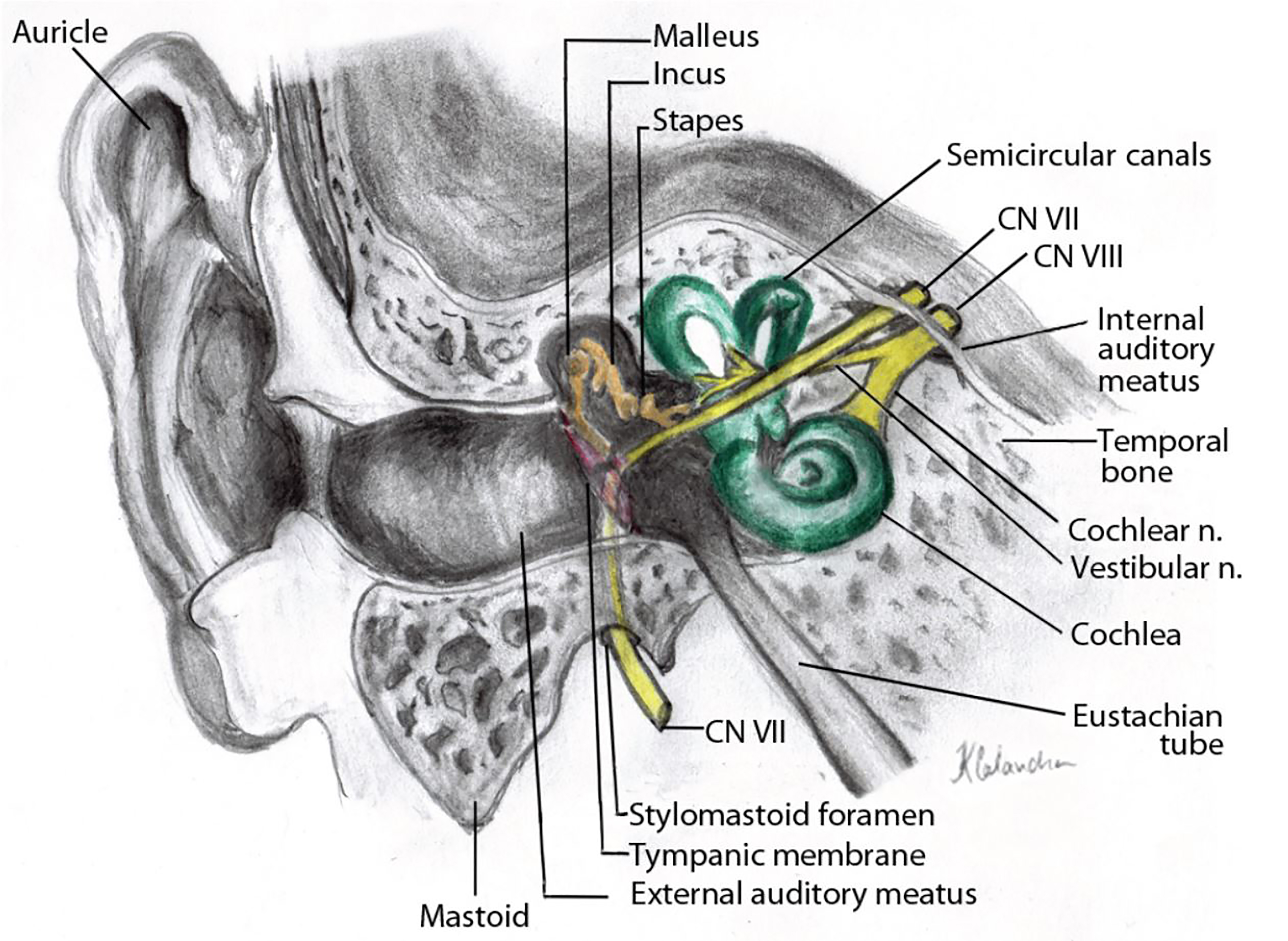 stylomastoid foramen facial nerve