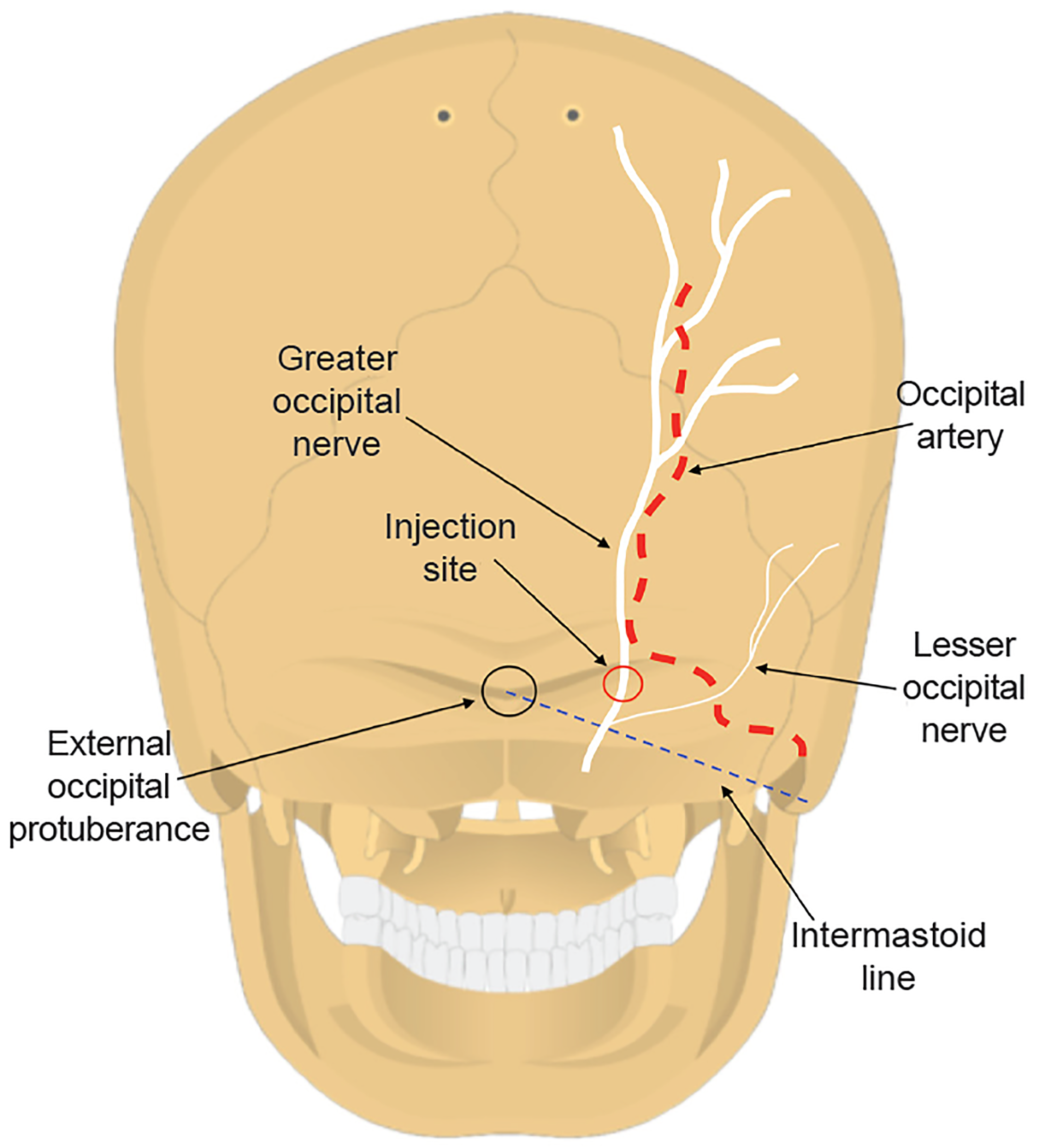 greater occipital nerve and artery