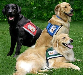 Therapy Dogs in the Emergency Department