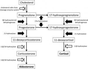 Figure 1. Adrenal aldosterone and cortisol biosynthetic pathways. Key steps have been labeled with the enzymes responsible for catalysis. Enzymes inhibited by etomidate have been demarcated by the blocked white arrowheads. Etomidate primarily inhibits 11β-hydroxylase, and exerts decreasing effects at 11β/18-hydroxylase & the cholesterol side-chain cleavage enzyme system, respectively.