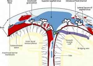 Figure 2a. Dural anatomy. Reproduced with permission Squire and Mack, Forensic Science International, 2009; Copyright Elsevier, 2009.