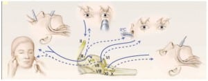 Figure 3. The Steps in a Clinical Examination to Assess Brainstem Reflexes