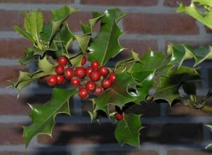 Figure 2. Holly (Ilex aquifolium and opaca)