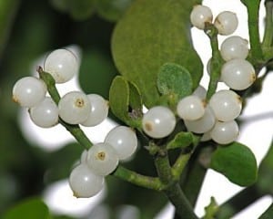 Figure 4. Mistletoe (Phoradendron serotinum and Viscum album)