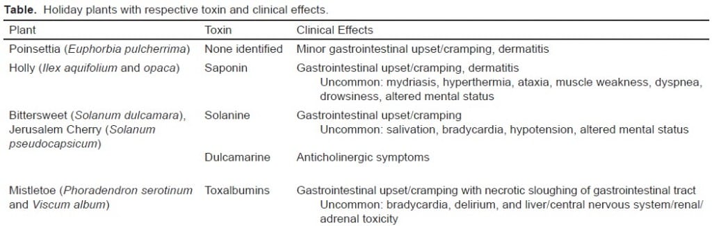 Holiday Plants with Toxic Misconceptions - The Western Journal of ...