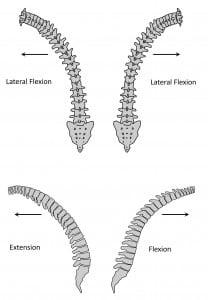 Figure 2. Different depictions of flexion and extension of the spine.